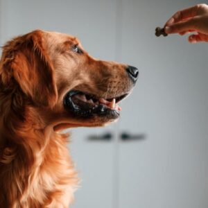 dog being handed a treat