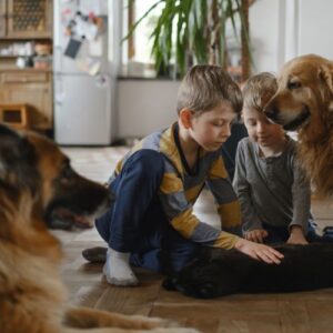 introduce dog to a foster child