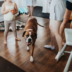 dog walking toward camera in family home